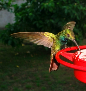 Hummingbird June 5